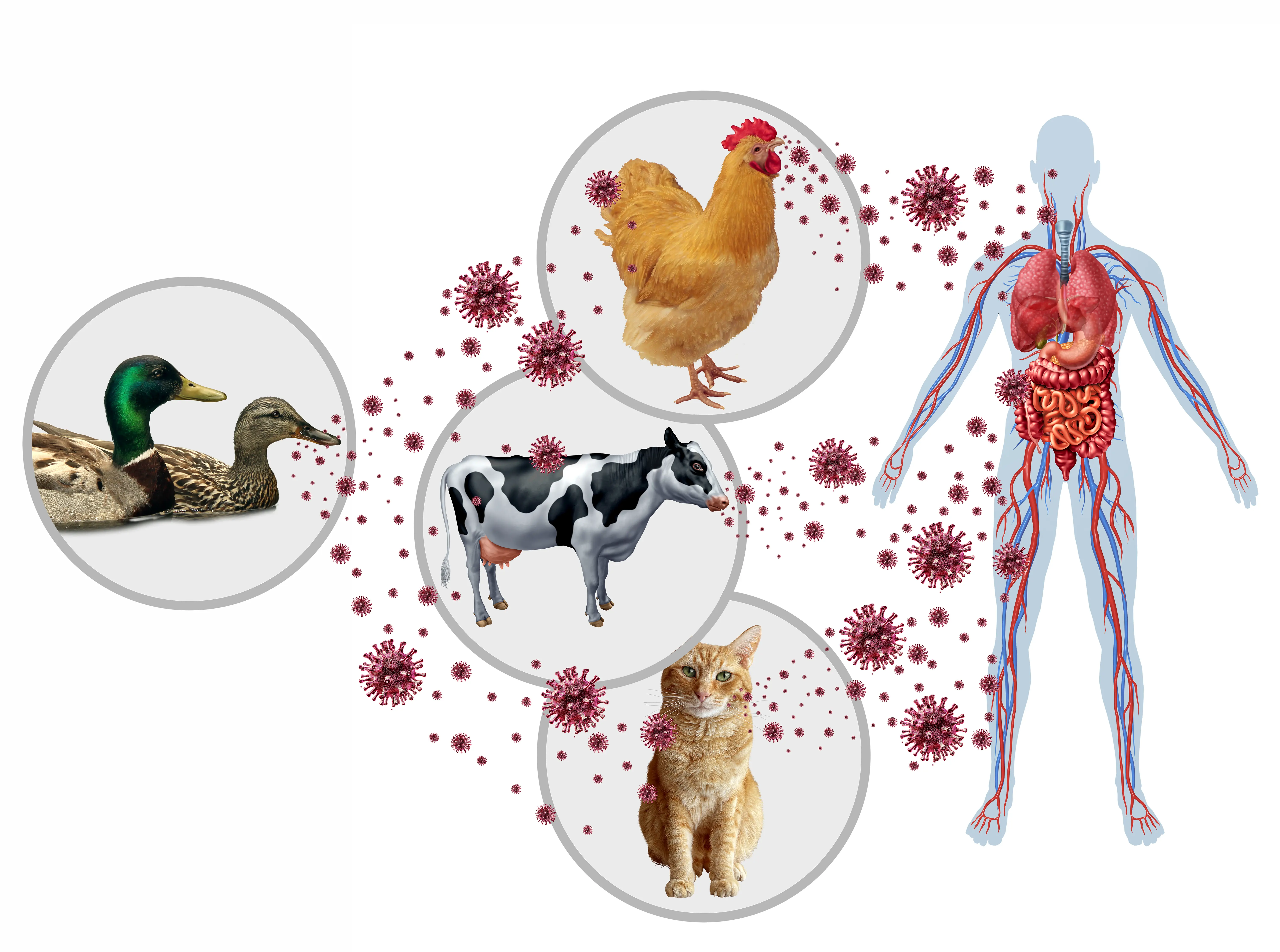 h3n2 virüsü Sonrası Uzun Dönem Kardiyovasküler Etkiler: Kimler Daha Fazla Risk Altında?