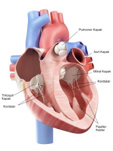 kalp-kapaklari-anatomik